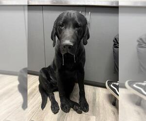 Labrador Retriever Dogs for adoption in Redlands, CA, USA