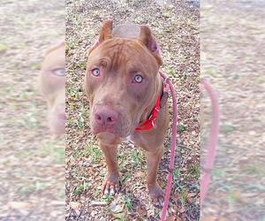 American Staffordshire Terrier Dogs for adoption in Fort Lauderdale, FL, USA