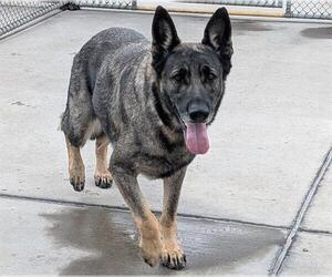 German Shepherd Dog-Unknown Mix Dogs for adoption in Denver, CO, USA