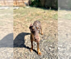 Doberman Pinscher Dogs for adoption in Lakewood, CO, USA