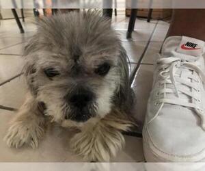 Shih Tzu Dogs for adoption in Spring, TX, USA