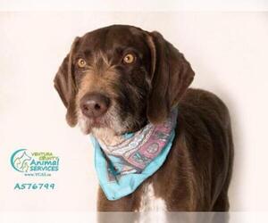 German Wirehaired Pointer Dogs for adoption in Camarillo, CA, USA