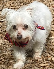 Maltese Dogs for adoption in Kennesaw, GA, USA