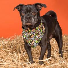 Pug-Unknown Mix Dogs for adoption in Northbrook, IL, USA