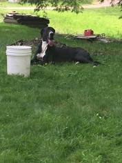 Great Dane Dogs for adoption in Centreville, VA, USA