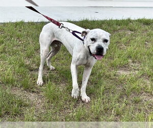 Boxer-Unknown Mix Dogs for adoption in Ocala, FL, USA