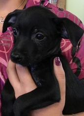 Miniature Pinscher-Unknown Mix Dogs for adoption in Lakewood, CA, USA