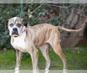 Boxer Dogs for adoption in Salinas, CA, USA