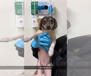 Mutt Dogs for adoption in New York, NY, USA