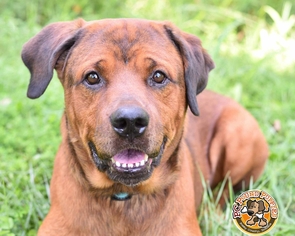 Mastador Dogs for adoption in Mt Vernon, IN, USA