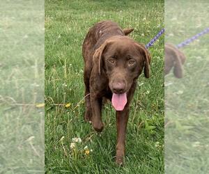 Labrador Retriever Dogs for adoption in Batavia, OH, USA
