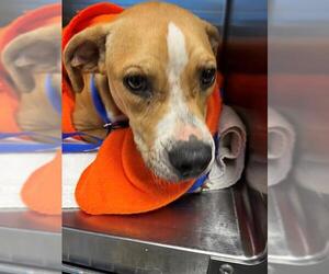 Labrador Retriever-Unknown Mix Dogs for adoption in Tallahassee, FL, USA