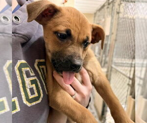 Mutt Dogs for adoption in Anchorage, AK, USA