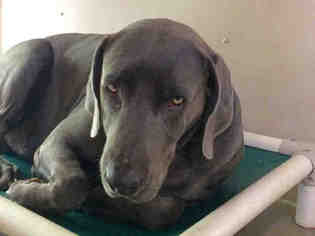 Weimaraner Dogs for adoption in San Clemente, CA, USA