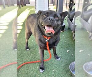 Chug Dogs for adoption in Woodland, CA, USA
