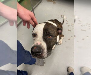 American Pit Bull Terrier-Unknown Mix Dogs for adoption in Waco, TX, USA