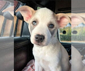 Mutt Dogs for adoption in Laramie, WY, USA