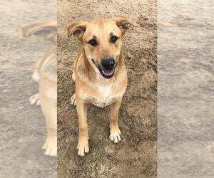 Black Mouth Cur-Unknown Mix Dogs for adoption in Gun Barrel City, TX, USA