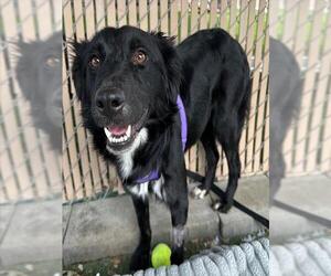 Border Collie-Unknown Mix Dogs for adoption in Chula Vista, CA, USA