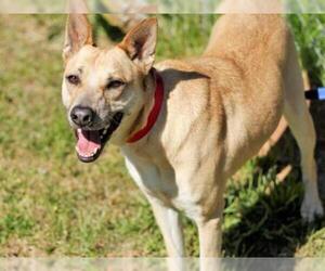 Shepradors Dogs for adoption in Tallahassee, FL, USA