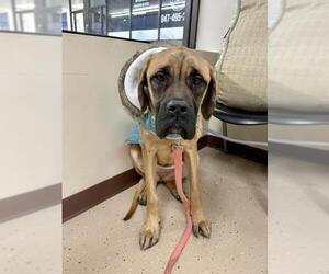 Mastiff Dogs for adoption in Mundelein, IL, USA
