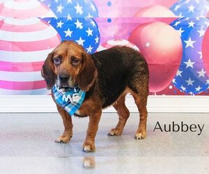 Beagle Dogs for adoption in Cottageville, WV, USA