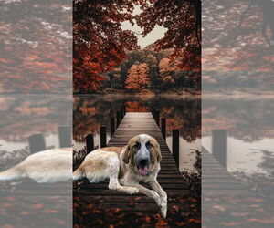 Australian Shepherd-Saint Bernard Mix Dogs for adoption in Dana Point, CA, USA