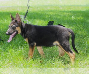 German Shepherd Dog Dogs for adoption in Holly Hill, SC, USA