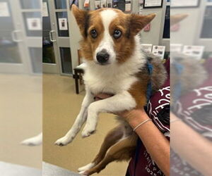 Australian Shepherd-Unknown Mix Dogs for adoption in Plano, TX, USA