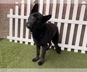 German Shepherd Dog-Unknown Mix Dogs for adoption in Modesto, CA, USA