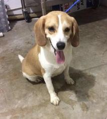 Beagle Dogs for adoption in Bronx, NY, USA