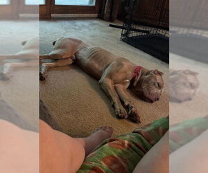 American Pit Bull Terrier-Unknown Mix Dogs for adoption in Princeton, MN, USA