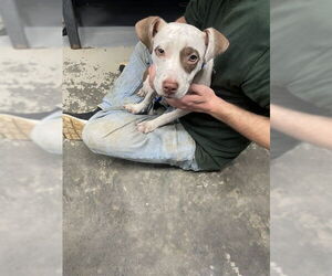 American Pit Bull Terrier-Unknown Mix Dogs for adoption in Tallahassee, FL, USA