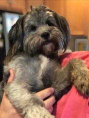 Havanese Dogs for adoption in Pacolet, SC, USA