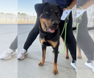 Rottweiler-Unknown Mix Dogs for adoption in Bakersfield, CA, USA