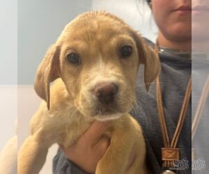 Labrador Retriever-Unknown Mix Dogs for adoption in Washington, DC, USA