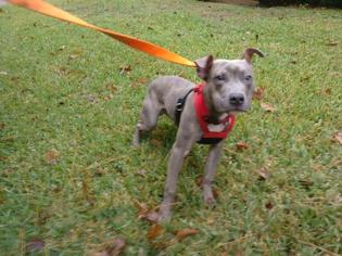 Medium Photo #1 American Pit Bull Terrier-Unknown Mix Puppy For Sale in Houston, TX, USA