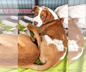 Labrador Retriever-Unknown Mix Dogs for adoption in White Bluff, TN, USA