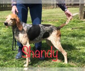 American Foxhound-English Foxhound Mix Dogs for adoption in Delaplane, VA, USA