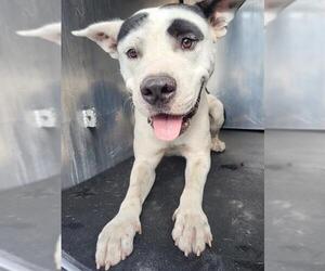 American Staffordshire Terrier-Unknown Mix Dogs for adoption in San Antonio, TX, USA