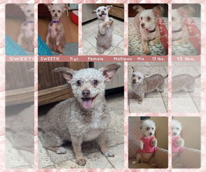 Maltipoo Dogs for adoption in Mesa, AZ, USA