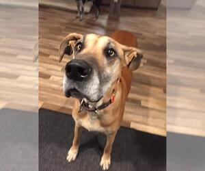 Great Dane Dogs for adoption in Salt Lake City, UT, USA