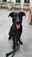 Sheprador Dogs for adoption in Fond du Lac, WI, USA