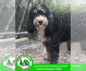 Bernedoodle Dogs for adoption in Stroudsburg, PA, USA