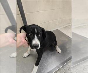 Labrador Retriever-Unknown Mix Dogs for adoption in Conroe, TX, USA