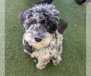 Mutt Dogs for adoption in Fort Collins, CO, USA