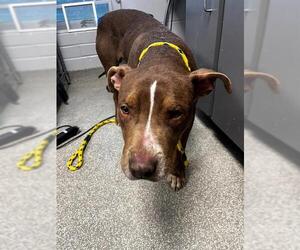 American Staffordshire Terrier-Unknown Mix Dogs for adoption in Tallahassee, FL, USA