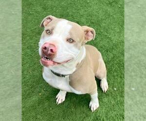American Pit Bull Terrier Dogs for adoption in Sacramento, CA, USA