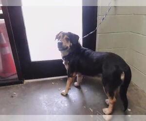 German Shepherd Dog-Unknown Mix Dogs for adoption in Tulsa, OK, USA