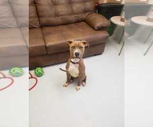 American Pit Bull Terrier-Great Dane Mix Dogs for adoption in Mt. Gilead, OH, USA